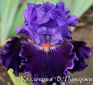 for your pleasure  ирис купить в коллекции флоретания